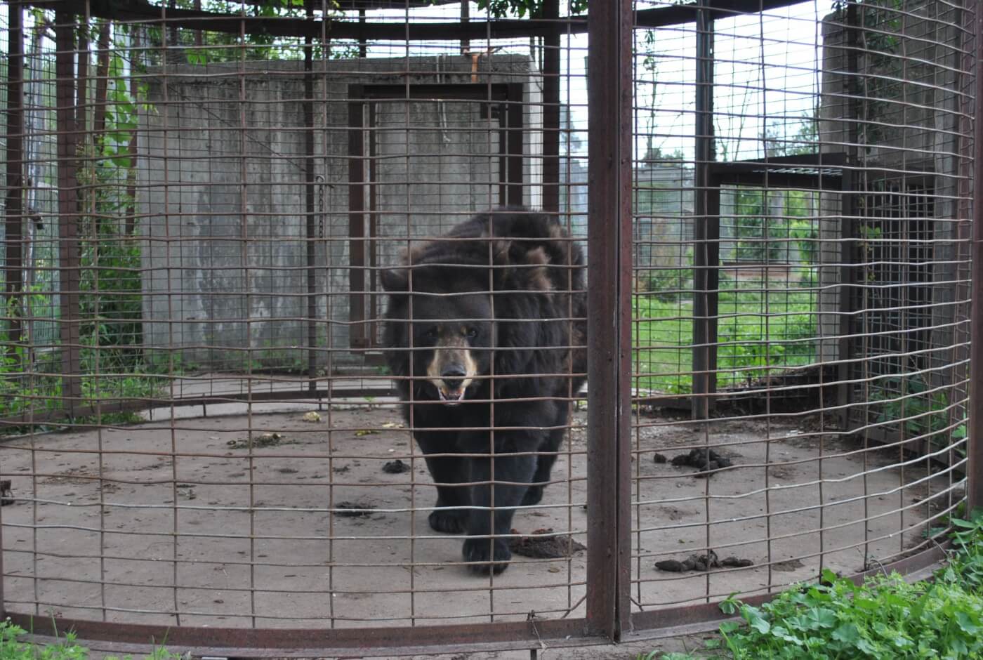 a bear in a dismal enclosure with excess feces at Animal Haven Zoo