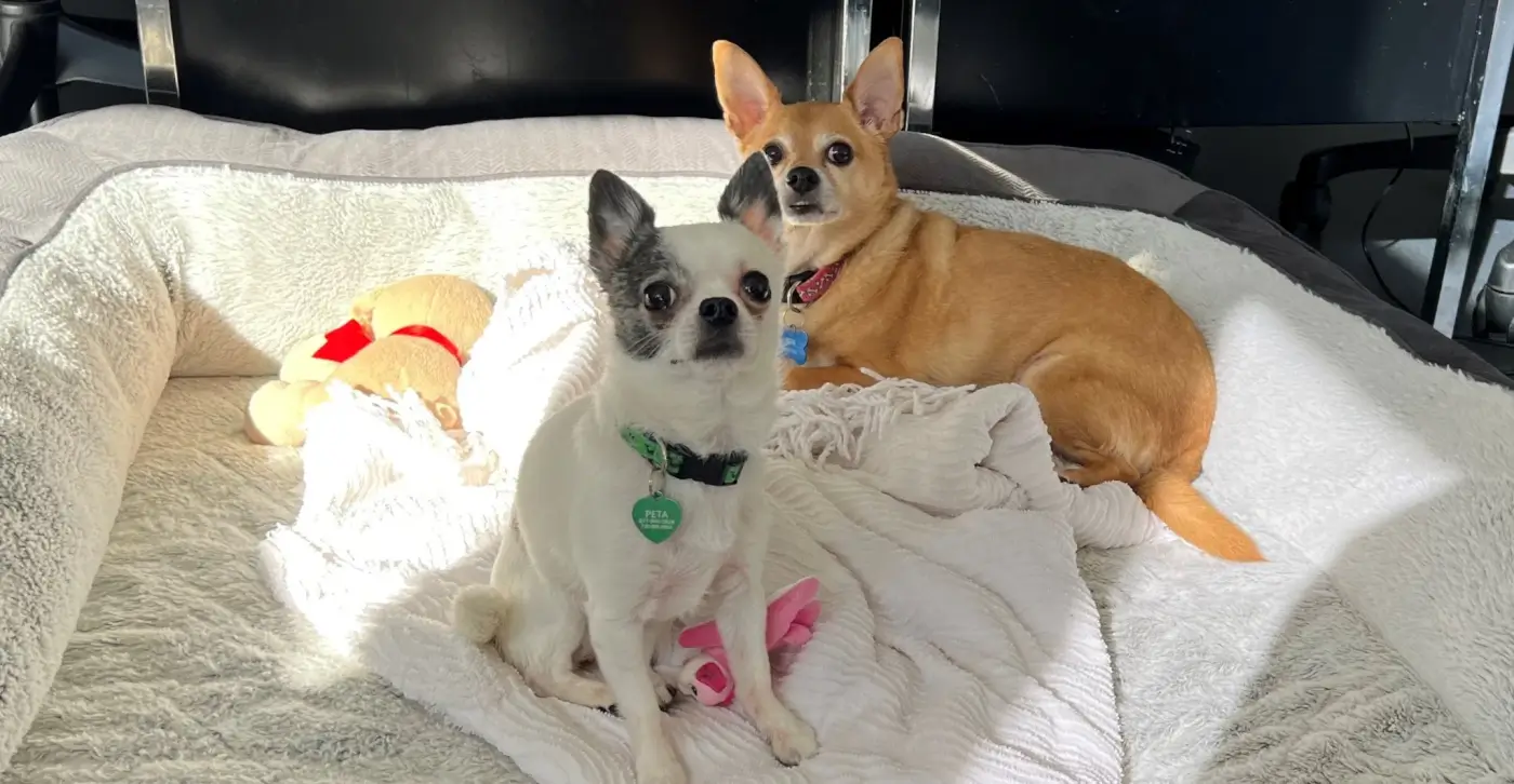 Zoey and Buster sitting in a dog bed together