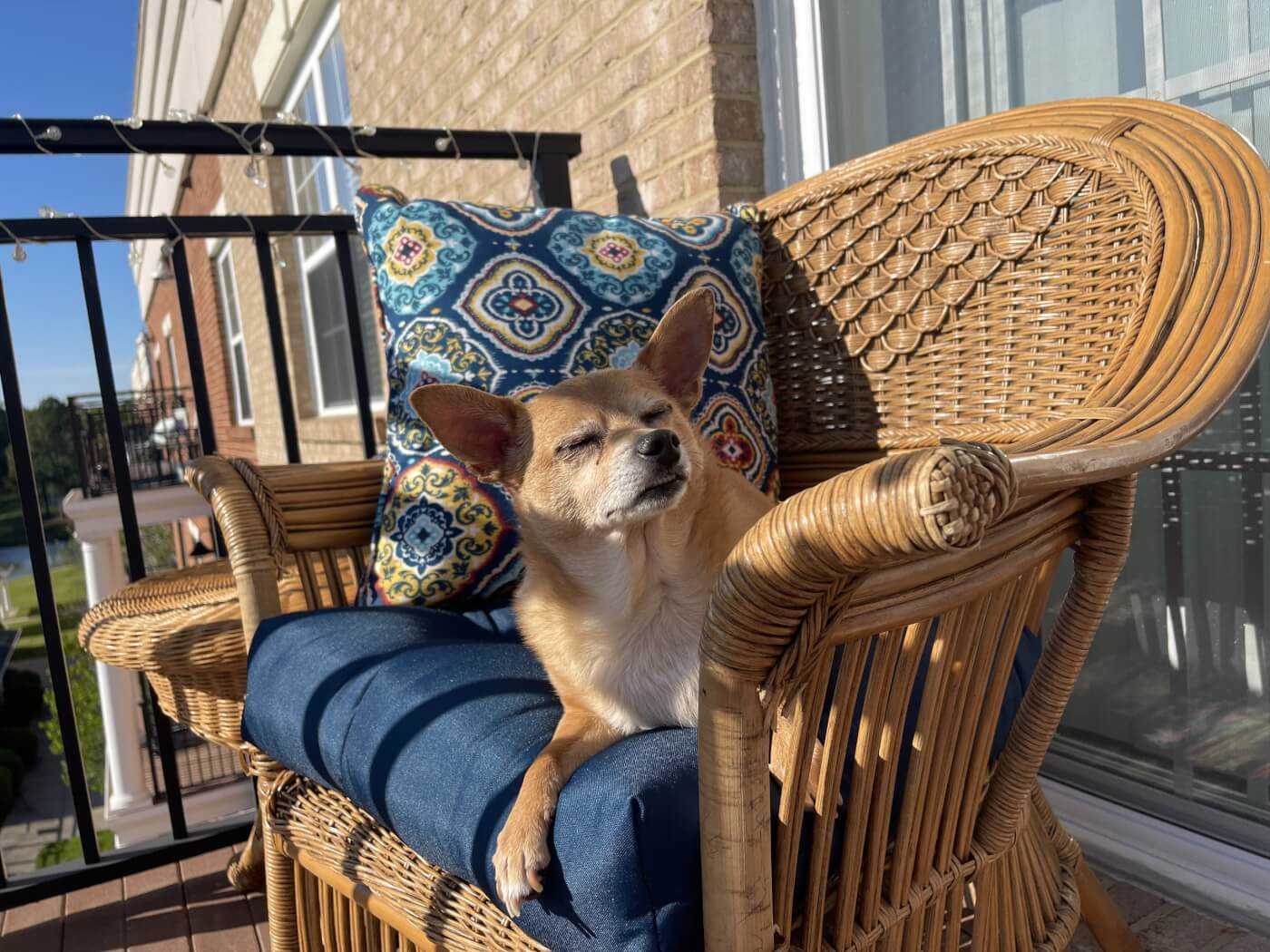 Buster sunbathing on a wicker chair