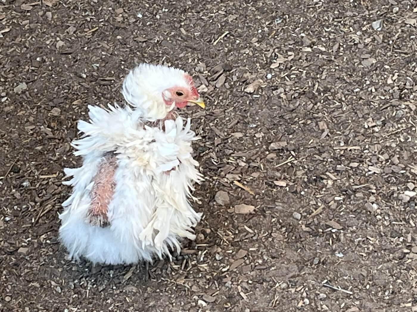 this white chicken photographed at Animal Haven Zoo is missing several feathers