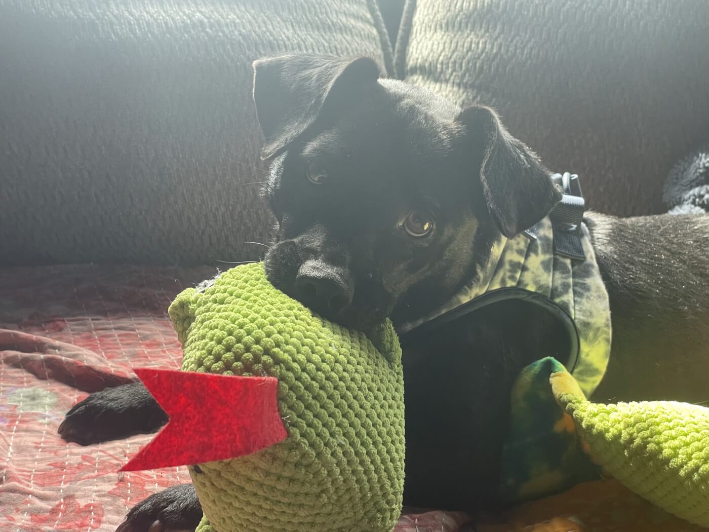 Daisy Mae plays with a green stuffed toy