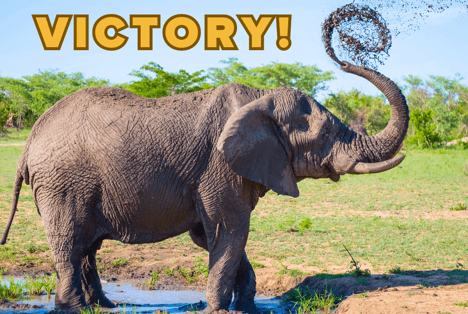 elephant sprays into air with victory text