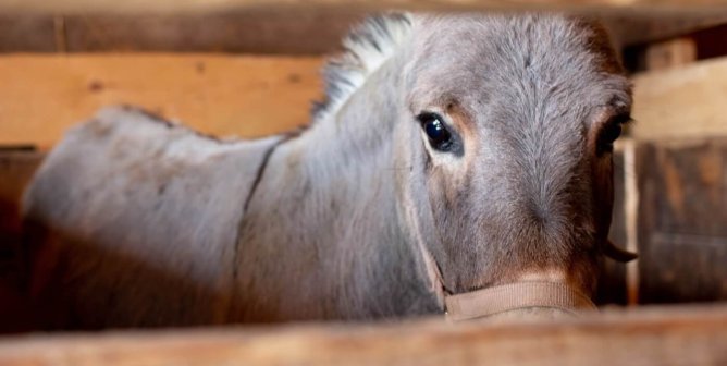Urge Radio City Music Hall to Stop Using Live Animals in Holiday Shows