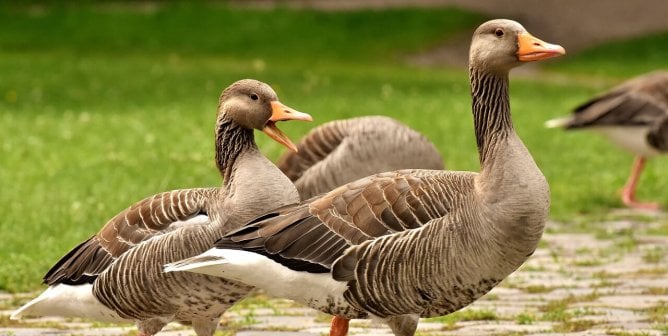 Two brown colored geese on a cobbled stone path