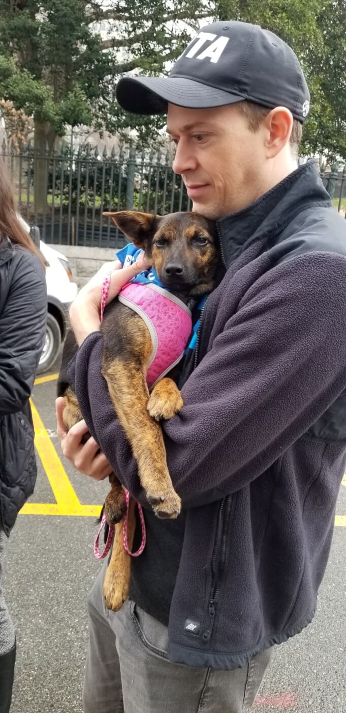 A PETA rescuer carries a small brown dog in a pink harness