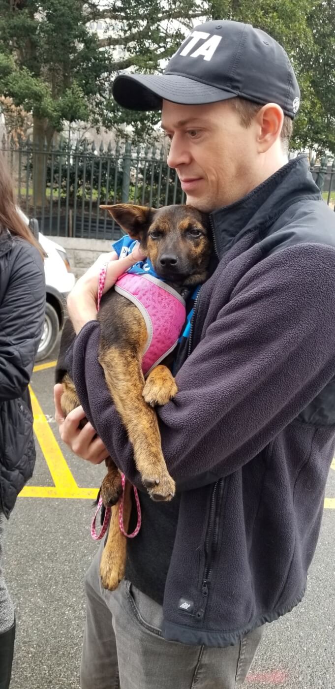 A PETA rescuer carries a small brown dog in a pink harness