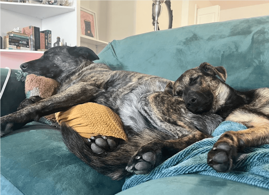 Georgina napping with another dog on a teal couch