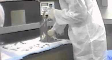 Gif showing a vivisector using a guillotine on a white rat, beheading them