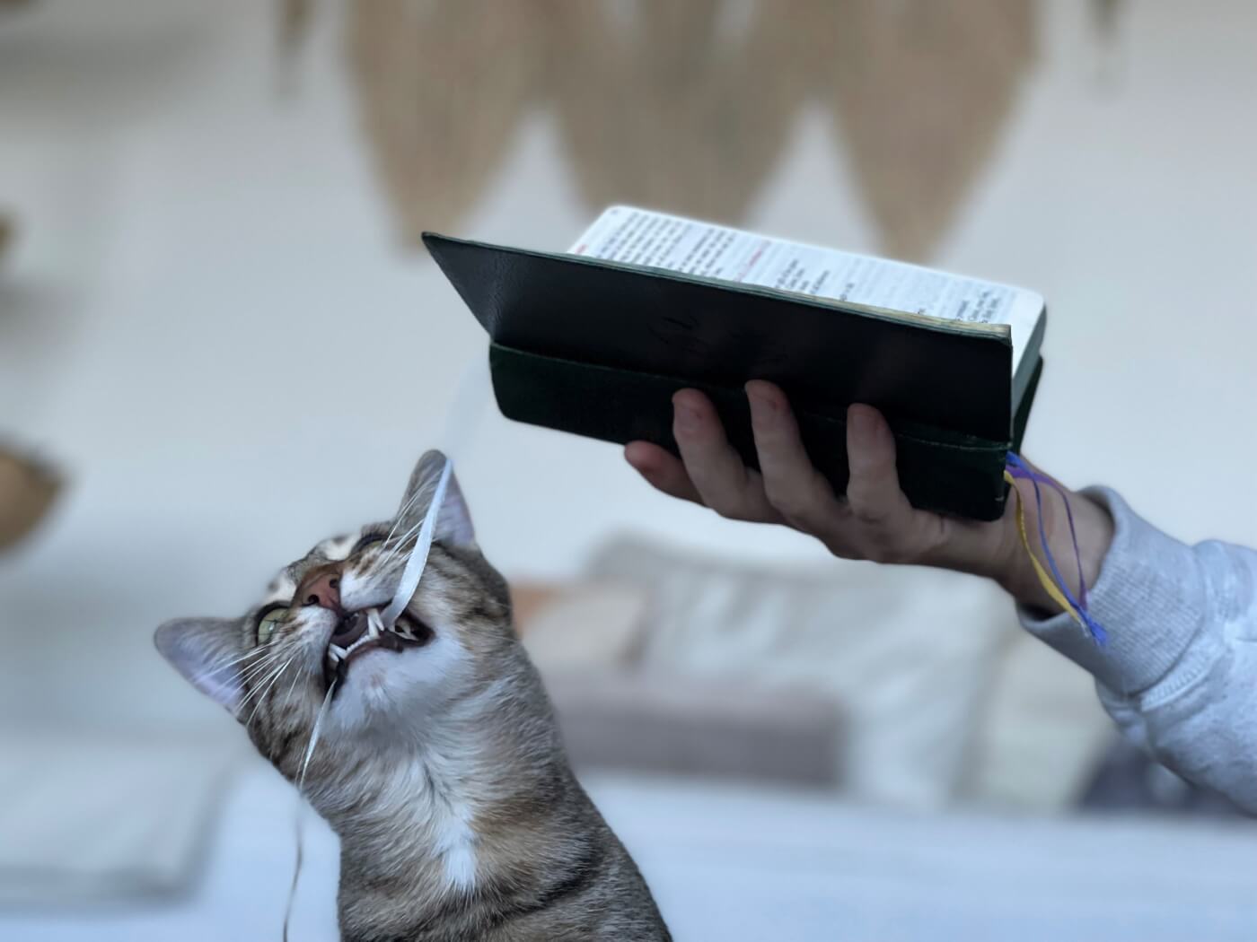 Helen biting the bookmark tassel of a bible