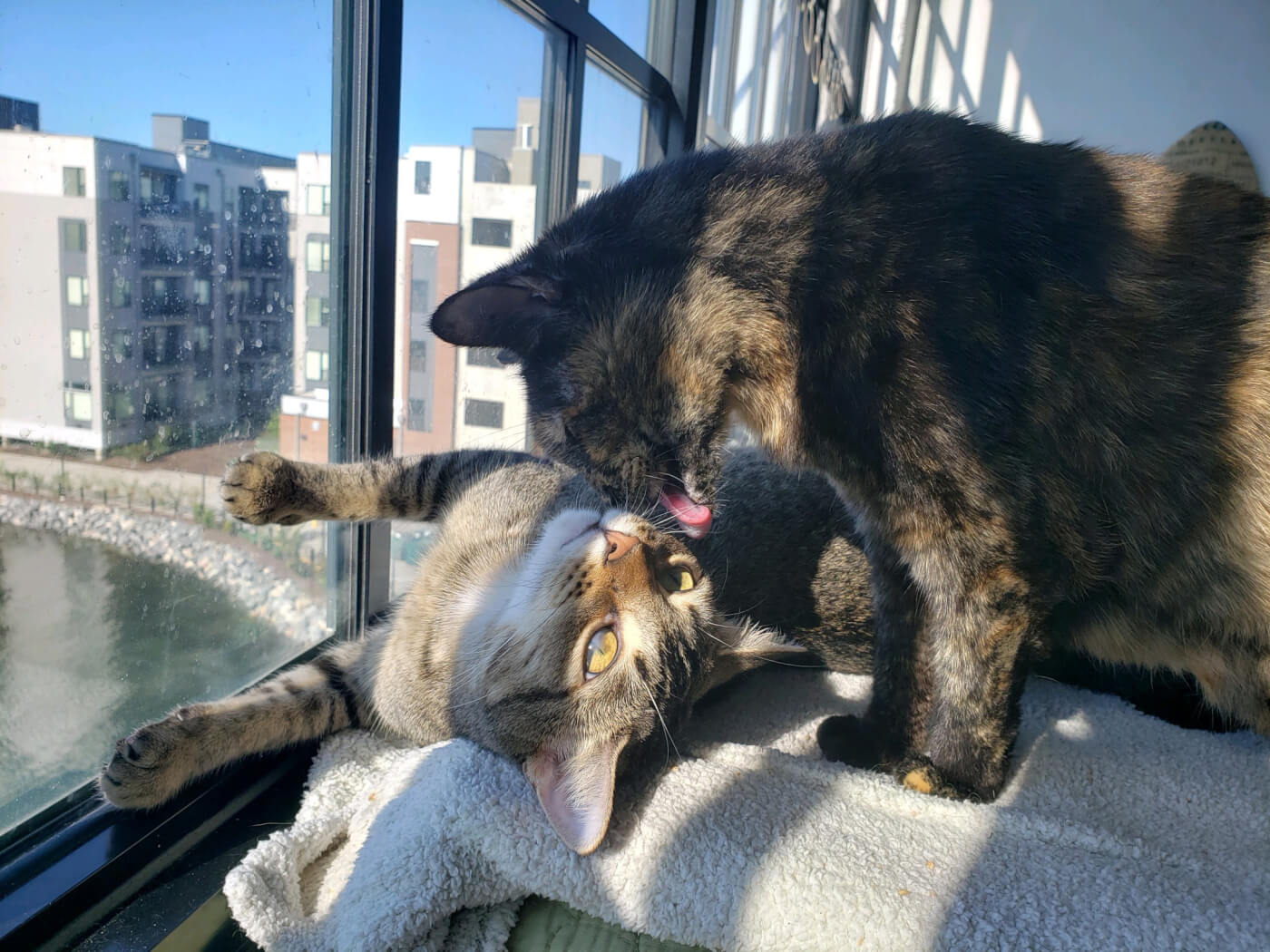 Brandi, a brown and black cat, licks Helen