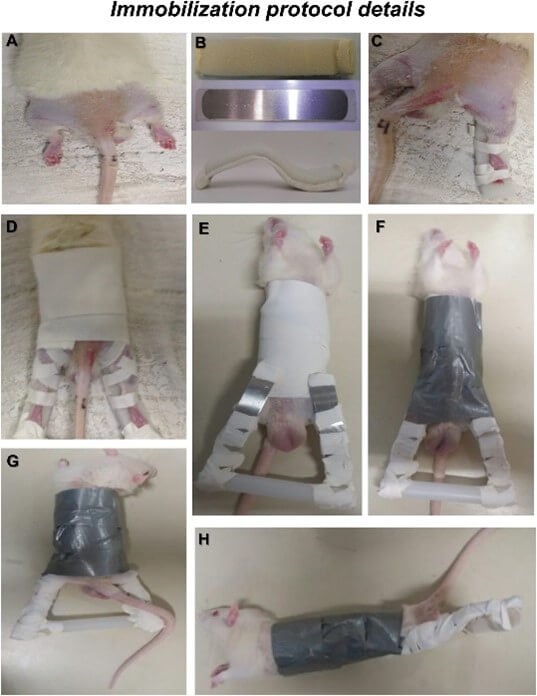 Series of photos of a duct taped rat