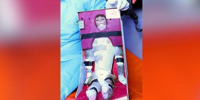 PETA Blasts Iran’s 1960s-Era Space Program