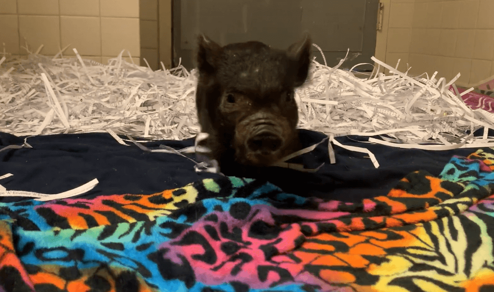 Joy the pig at the PETA shelter