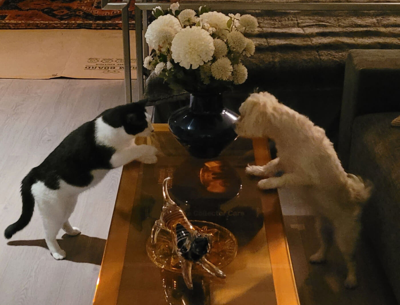 Kumar and a white dog named Bunny look at each other over a table