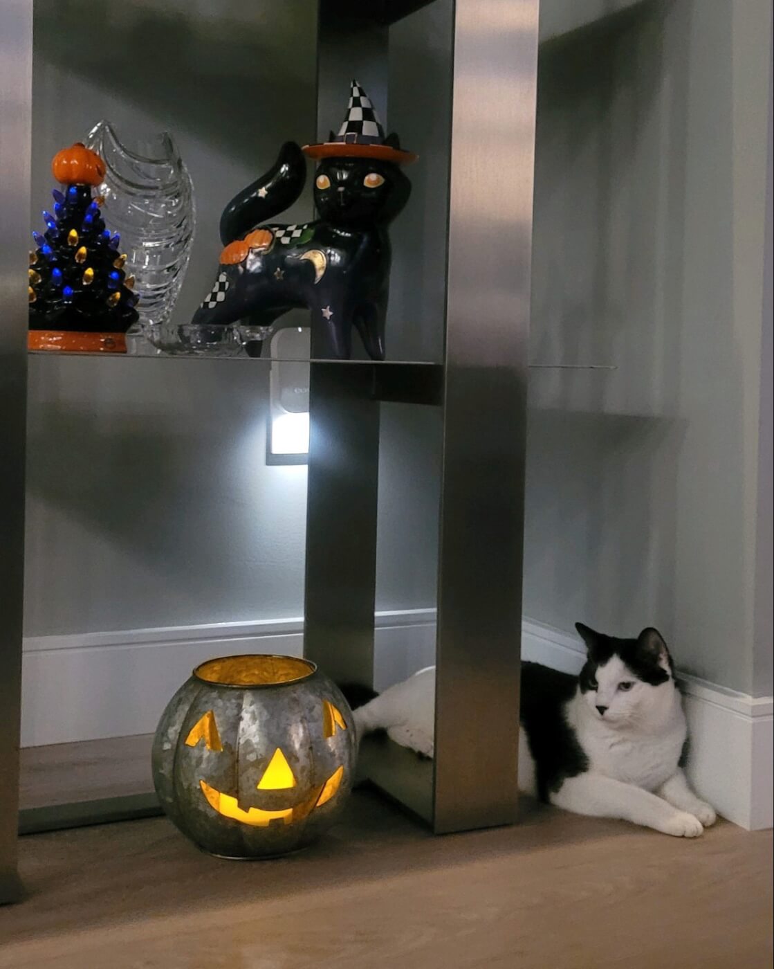 Kumar sits next to pumpkin and black cat halloween decor