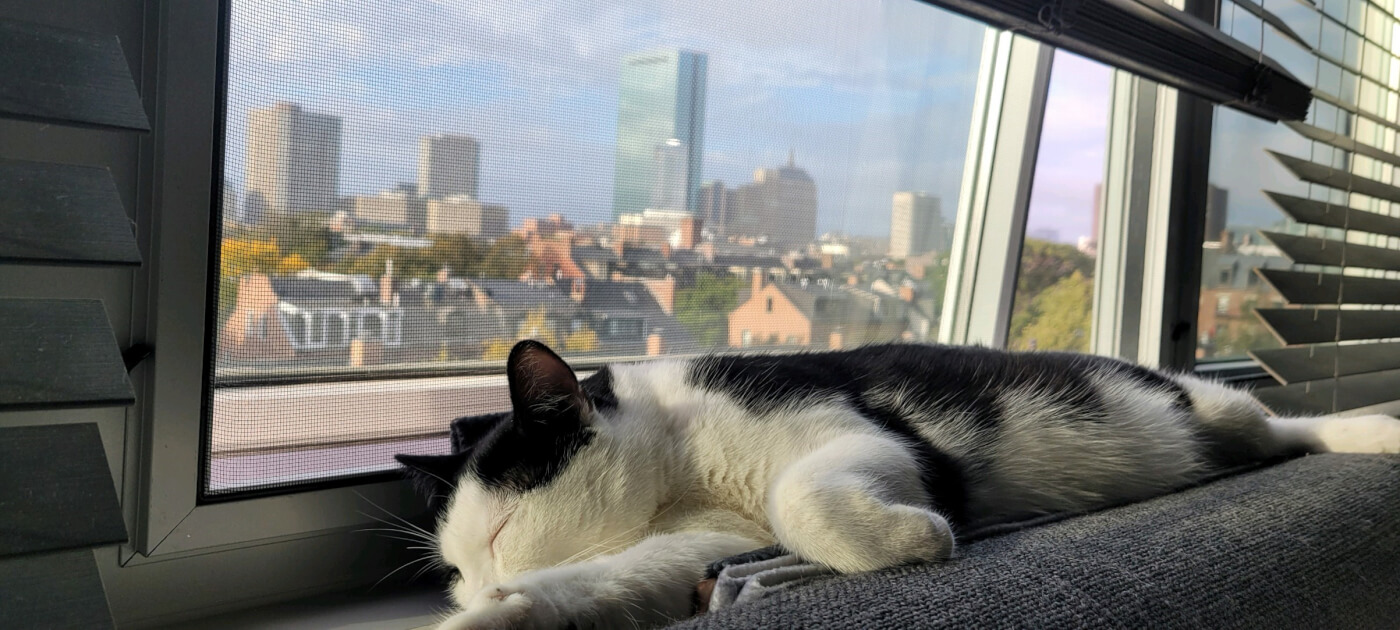 Kumar sleeping on a windowsill