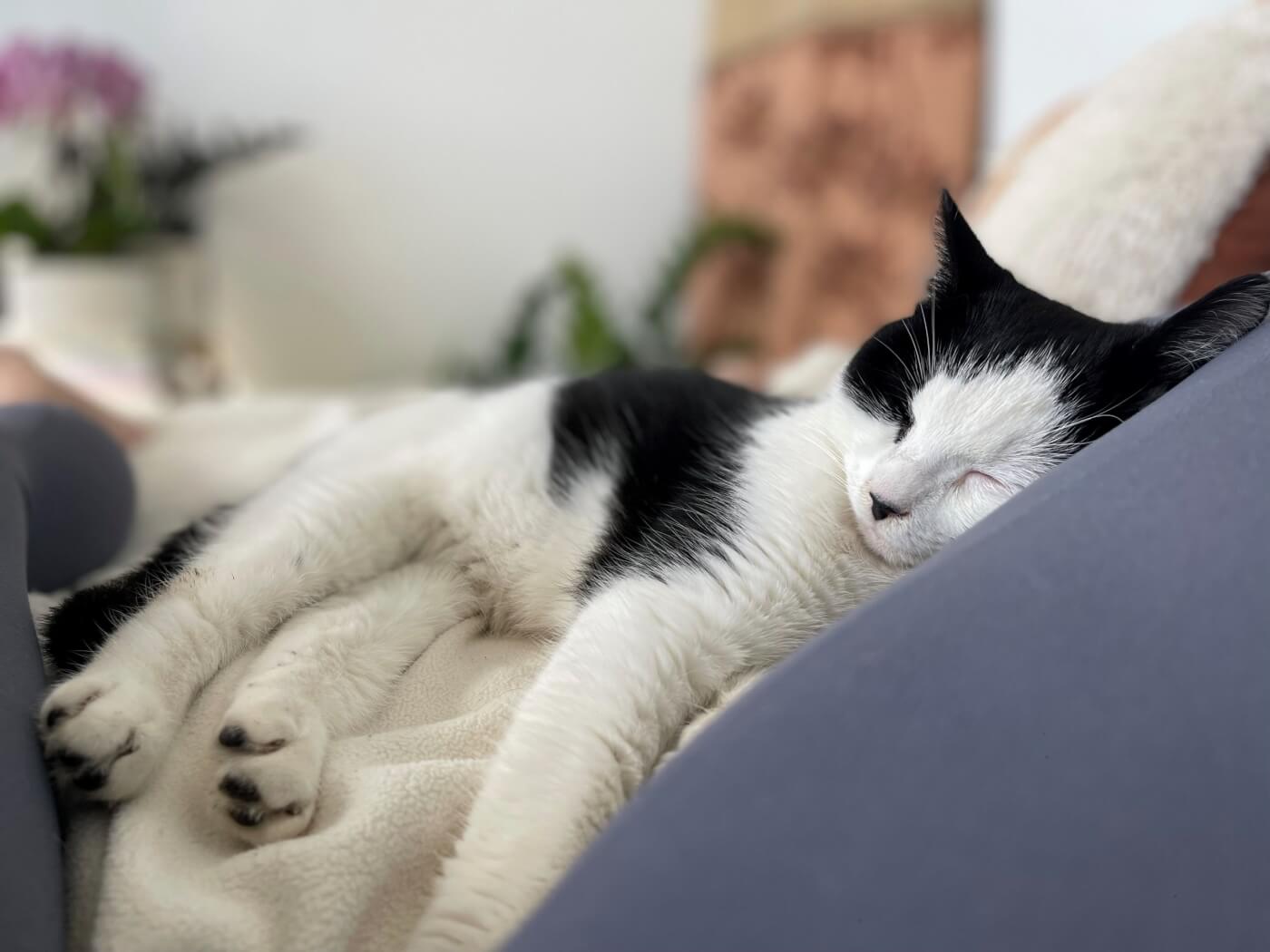 Kumar, a black and white cat, sleeps on a couch