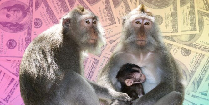 long tailed macaques in front of money
