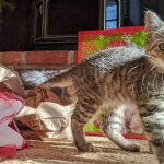 Rescued by PETA, Adoptable Kitten Mariah Is Hoping Santa Will Bring
Her the One She Really Needs