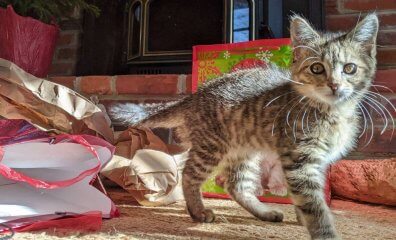 Rescued by PETA, Adoptable Kitten Mariah Is Hoping Santa Will Bring Her the One She Really Needs