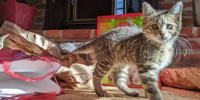 Mariah, an adoptable kitten rescued by PETA, with Christmas decorations