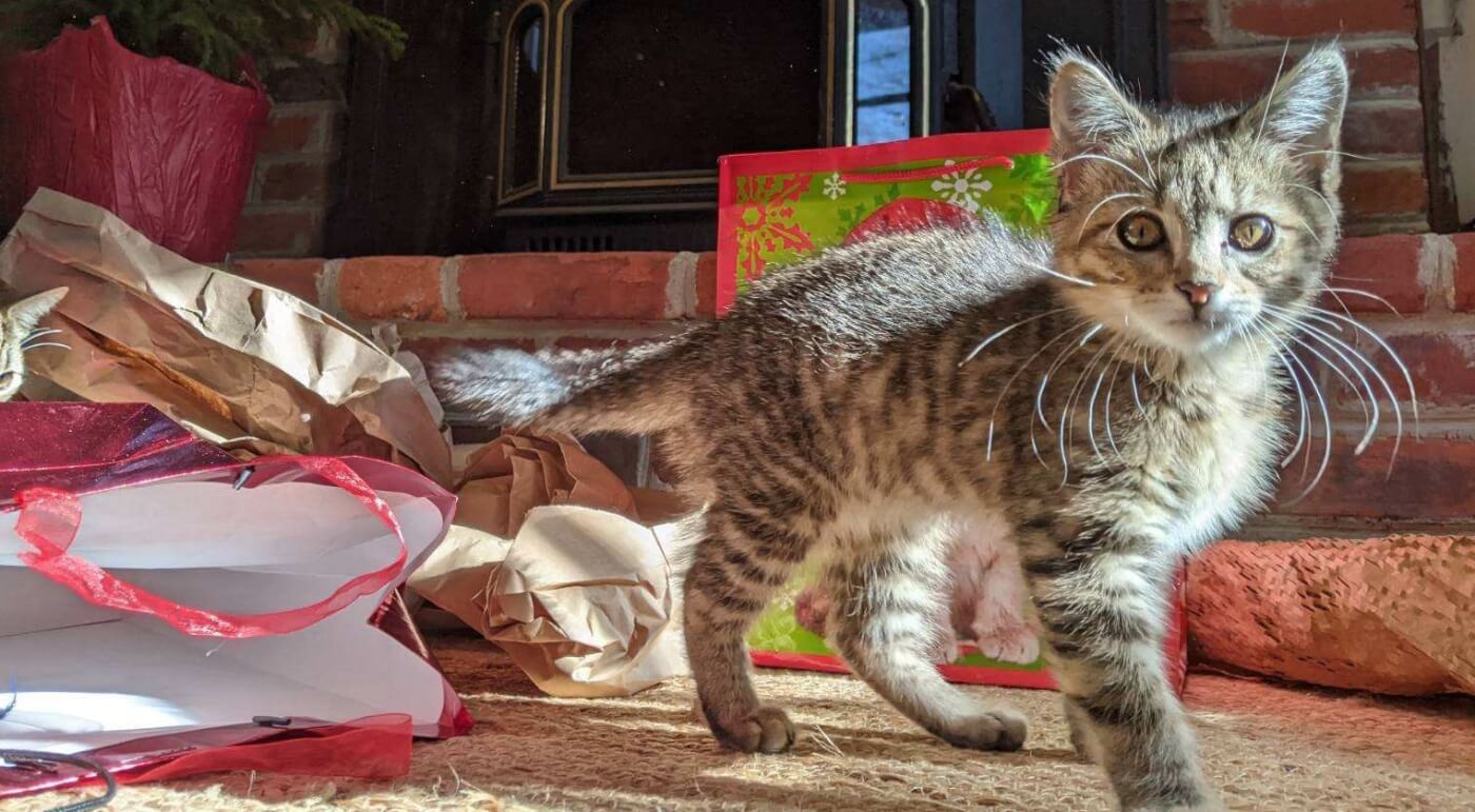 Mariah, an adoptable kitten rescued by PETA, with Christmas decorations