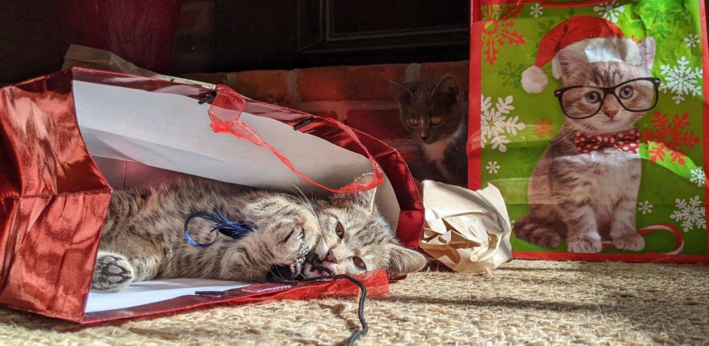 Brown tabby kitten Mariah in Christmas gift bag