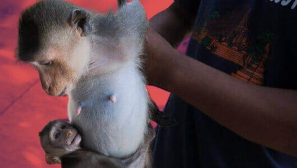 monkeys holding to each other red background