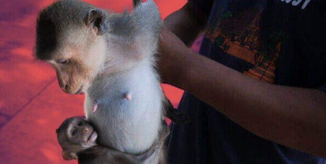 monkeys holding to each other red background