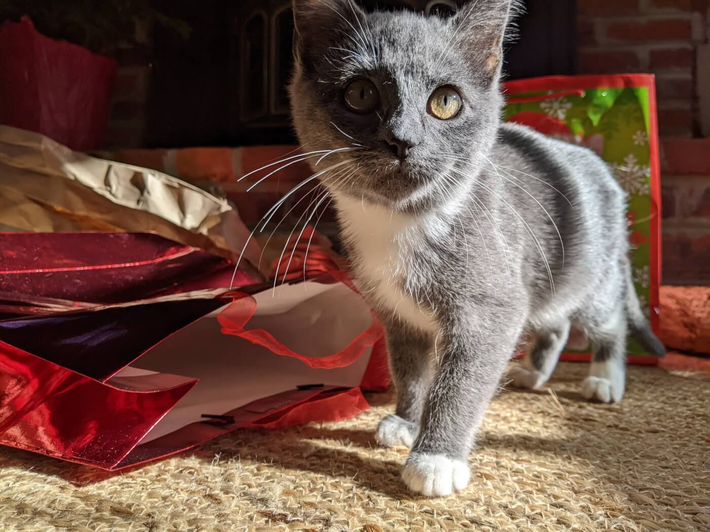 Adoptable kitten Paige next to holiday wrapping