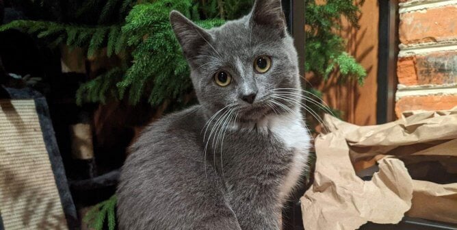 Paige, a gray and white kitten, sitting in front of a Christmas tree
