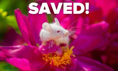 2023’s Biggest Victories for Animals in Labs and How PETA Made Them Happen