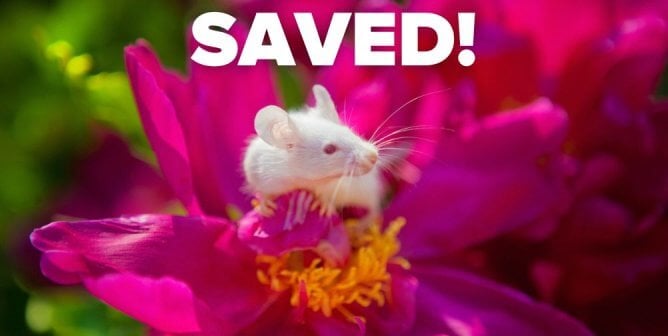 rat on pink flower saved text