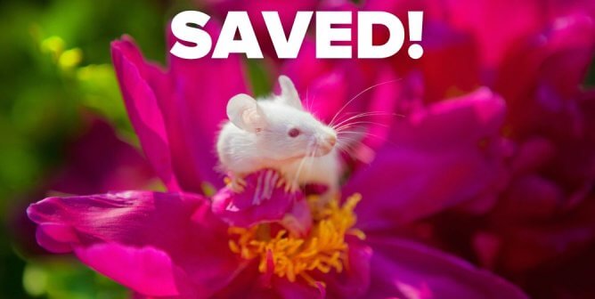 2023’s Biggest Victories for Animals in Labs and How PETA Made Them Happen
