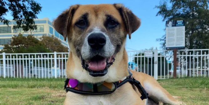 Sandy, a large tan dog, is lounging in the grass with a tennis ball between her paws