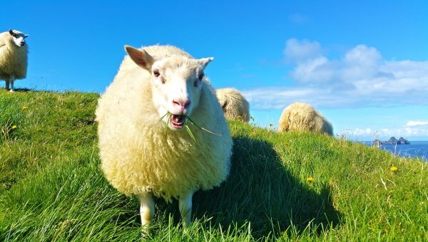 a fluffy sheep on a really green hill with water in the distance