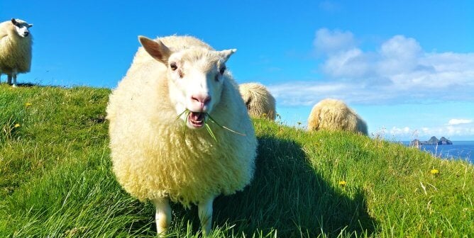 a fluffy sheep on a really green hill with water in the distance