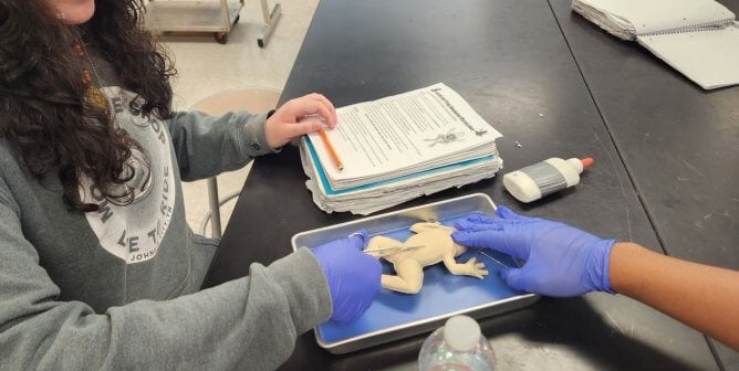 a student dissecting a synfrog