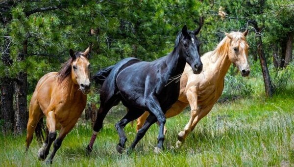 Three horses running on long green grass