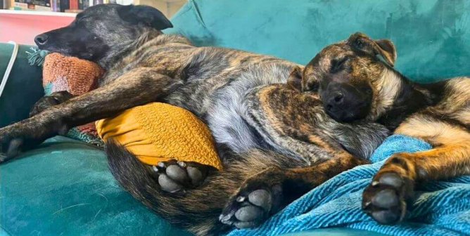Helen and 10 Others PETA Rescued in 2023: Where Are They Now?