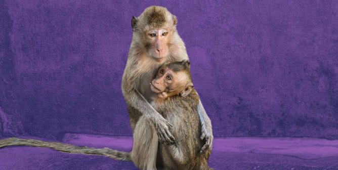 two long tailed macaques purple background