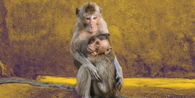 two long tailed macaques yellow background