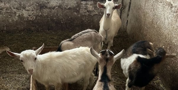 ukraine rescued goats hp image