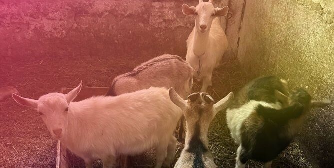 Polish Trucker Blockade Threatens Animal Safety in Ukraine