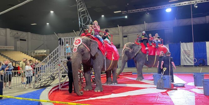 elephants dressed in costumes forced to give rides to humans at a circus provided by Carson & Barnes