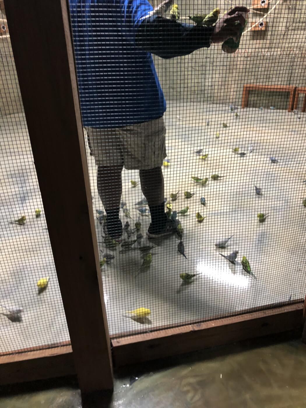 a crowd of parakeets at a staff member's feet and on their arm at a SeaQuest enclosure in Virginia