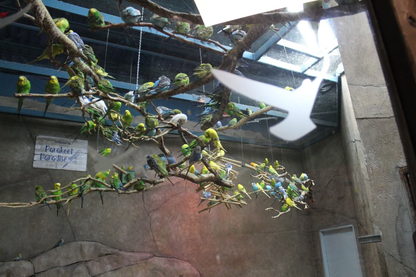 parakeets on a crowded branch in a SeaQuest enclosure in Utah