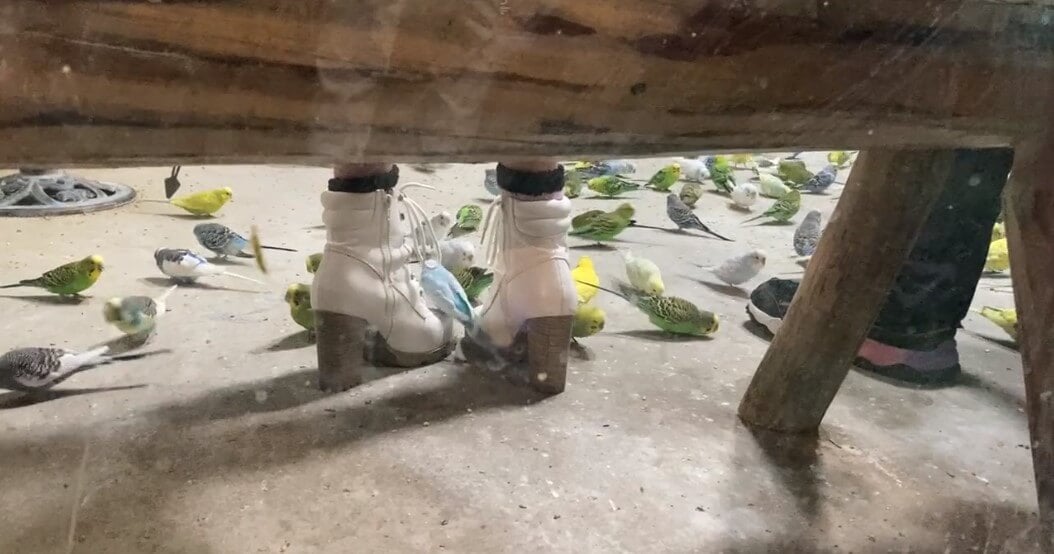 a crowd of parakeets by customers' feet at SeaQuest Las Vegas