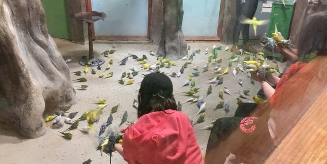 common shell parakeets in a crowded enclosure by a staff member's feet at SeaQuest Las Vegas, to represent how interactive parakeet aviaries are deadly for birds