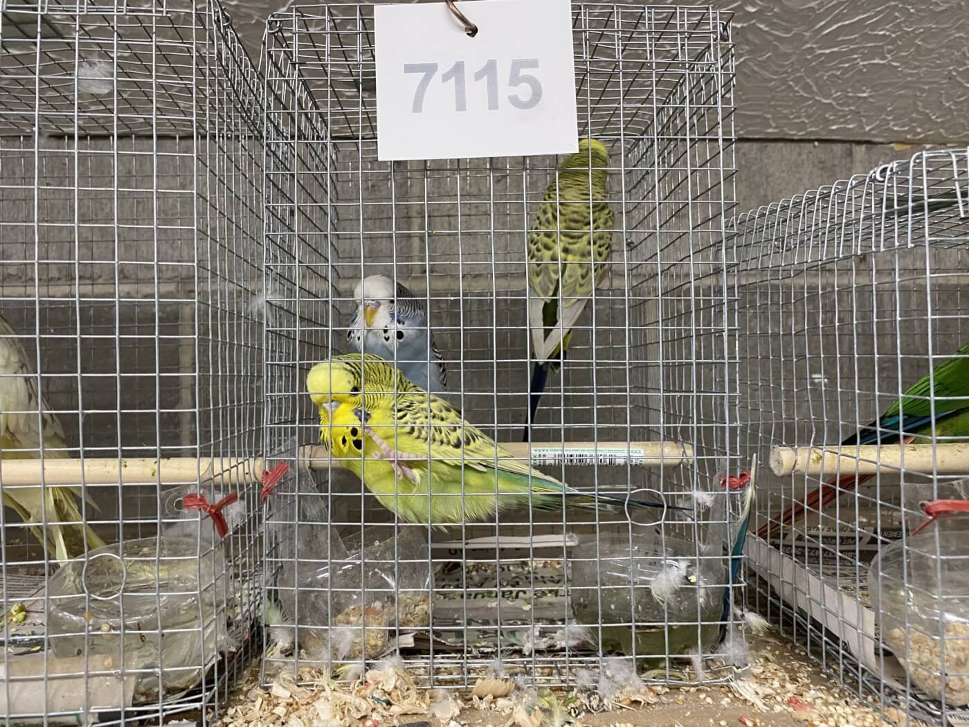 parakeets in a crowded, tiny, dirty cage with dirty water at Mount Hope Auction